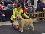Tren?n ( Slowakei) :Kalix Tochter Cute Princess "Peggy" of White Enny , puppy class vv2