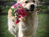 Blumen fr Chilly