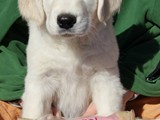 Hazel